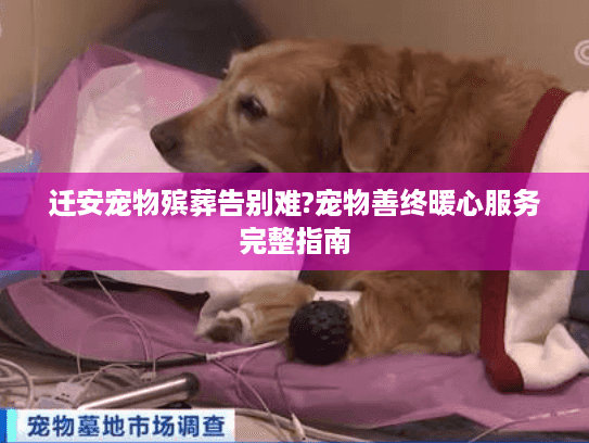 迁安宠物殡葬告别难?宠物善终暖心服务完整指南