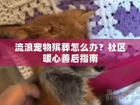 流浪宠物殡葬怎么办？社区暖心善后指南