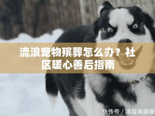 流浪宠物殡葬怎么办？社区暖心善后指南