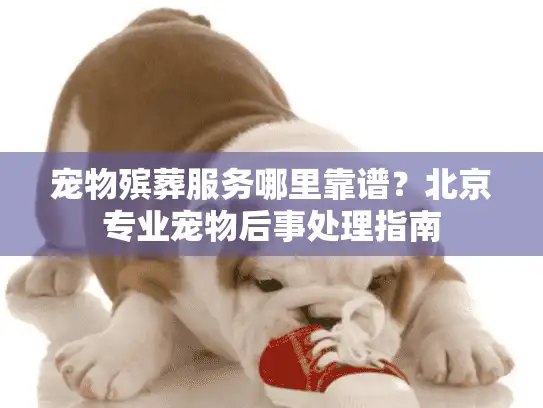 宠物殡葬服务哪里靠谱？北京专业宠物后事处理指南