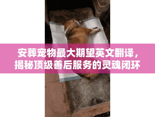 安葬宠物最大期望英文翻译,揭秘顶级善后服务的灵魂闭环 安葬宠物最大期望英文翻译,揭秘顶级善后服务的灵魂闭环