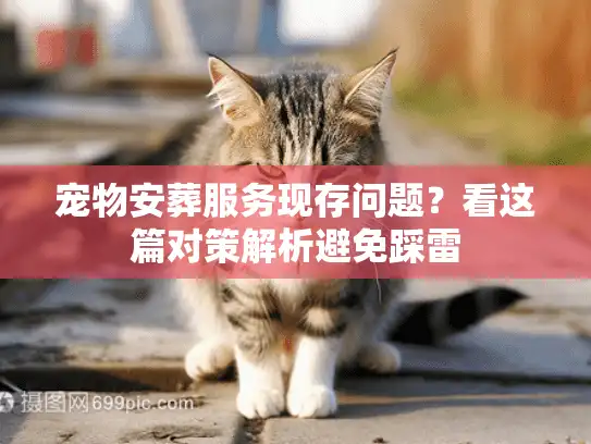宠物安葬服务现存问题？看这篇对策解析避免踩雷