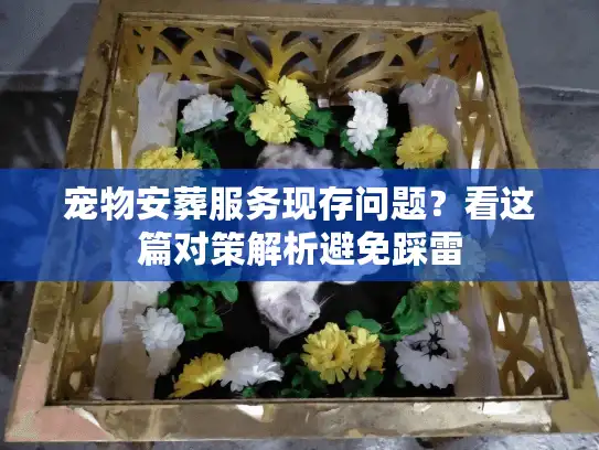 宠物安葬服务现存问题？看这篇对策解析避免踩雷