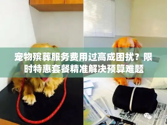 宠物殡葬服务费用过高成困扰？限时特惠套餐精准解决预算难题