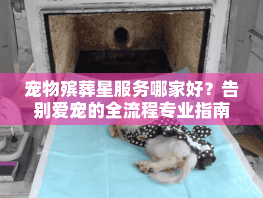 宠物殡葬星服务哪家好？告别爱宠的全流程专业指南
