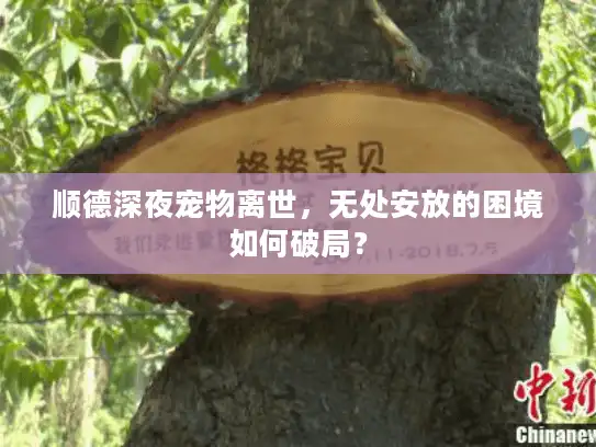 顺德深夜宠物离世,无处安放的困境如何破局? 顺德深夜宠物离世,无处安放的困境如何破局?