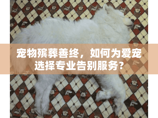 宠物殡葬善终，如何为爱宠选择专业告别服务？