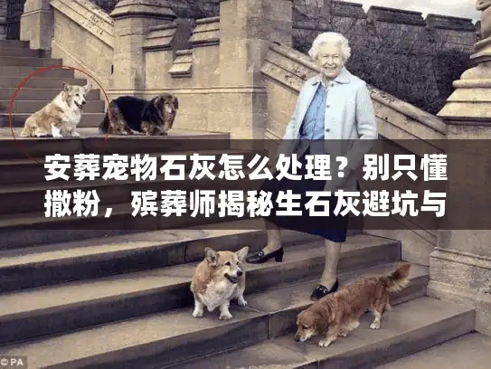 安葬宠物石灰怎么处理？别只懂撒粉，殡葬师揭秘生石灰避坑与合规操作