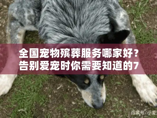 全国宠物殡葬服务哪家好？告别爱宠时你需要知道的7个真相