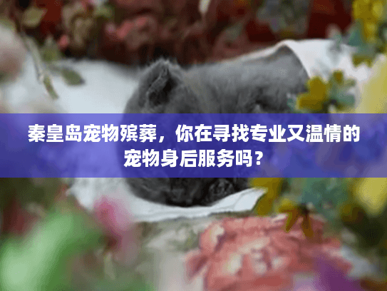 秦皇岛宠物殡葬，你在寻找专业又温情的宠物身后服务吗？