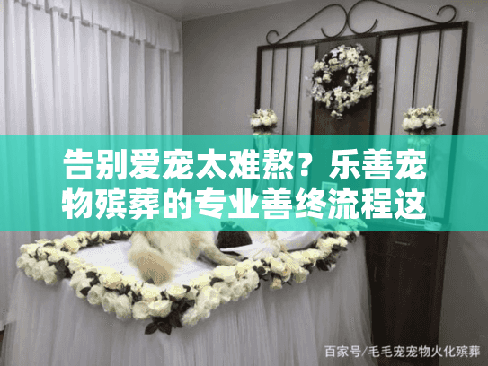 告别爱宠太难熬？乐善宠物殡葬的专业善终流程这样温暖守护
