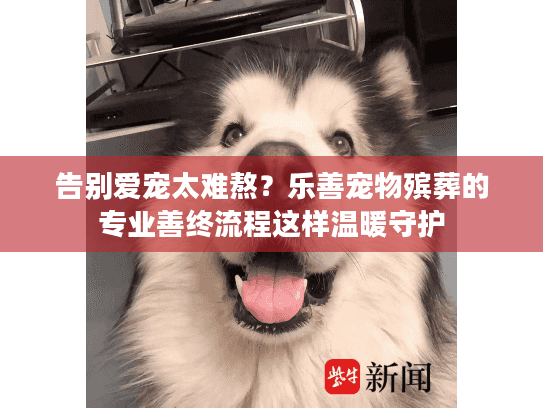 告别爱宠太难熬？乐善宠物殡葬的专业善终流程这样温暖守护