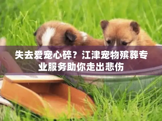 失去爱宠心碎？江津宠物殡葬专业服务助你走出悲伤