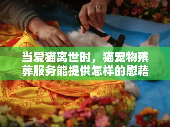 当爱猫离世时，猫宠物殡葬服务能提供怎样的慰藉？