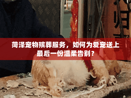 菏泽宠物殡葬服务,如何为爱宠送上最后一份温柔告别? 菏泽宠物殡葬服务,如何为爱宠送上最后一份温柔告别?