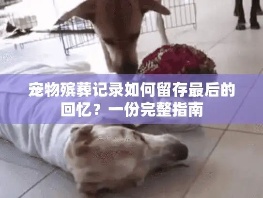 宠物殡葬记录如何留存最后的回忆?一份完整指南 宠物殡葬记录如何留存最后的回忆?一份完整指南