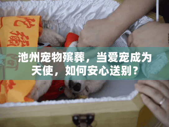池州宠物殡葬，当爱宠成为天使，如何安心送别？