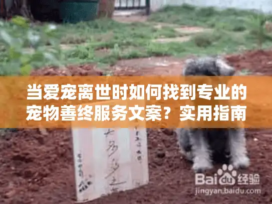 当爱宠离世时如何找到专业的宠物善终服务文案?实用指南助您疗愈 当爱宠离世时如何找到专业的宠物善终服务文案?实用指南助您疗愈