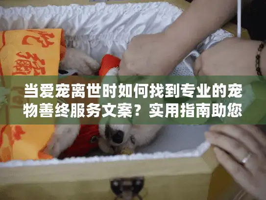 当爱宠离世时如何找到专业的宠物善终服务文案?实用指南助您疗愈 当爱宠离世时如何找到专业的宠物善终服务文案?实用指南助您疗愈