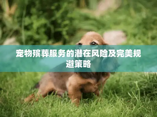 宠物殡葬服务的潜在风险及完美规避策略 宠物殡葬服务的潜在风险及完美规避策略