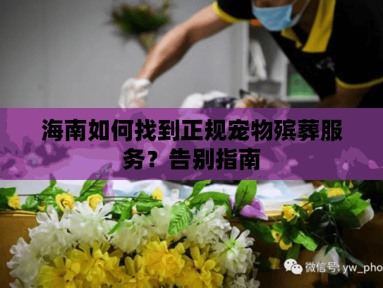 海南如何找到正规宠物殡葬服务？告别指南