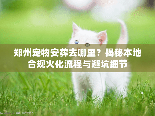 郑州宠物安葬去哪里？揭秘本地合规火化流程与避坑细节