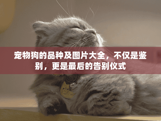 宠物狗的品种及图片大全，不仅是鉴别，更是最后的告别仪式
