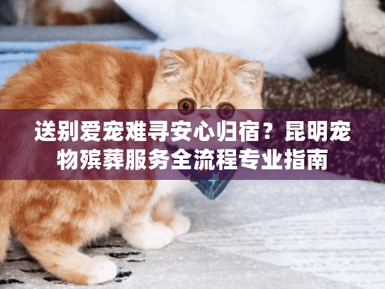 送别爱宠难寻安心归宿？昆明宠物殡葬服务全流程专业指南