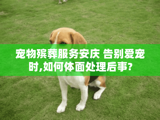 宠物殡葬服务安庆 告别爱宠时,如何体面处理后事?