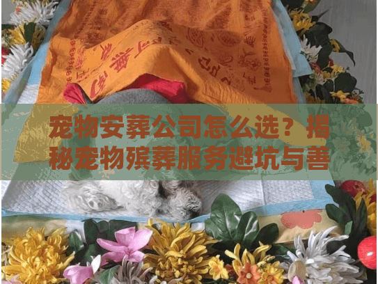 宠物安葬公司怎么选？揭秘宠物殡葬服务避坑与善后细节