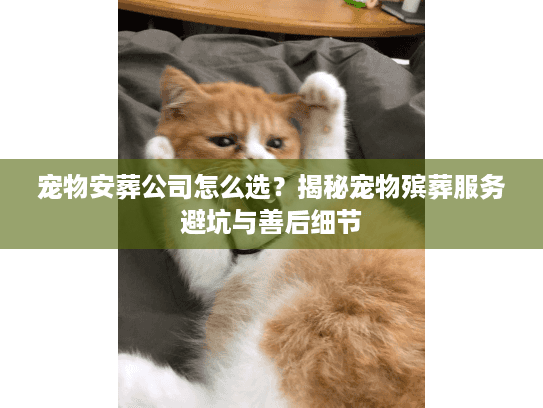 宠物安葬公司怎么选？揭秘宠物殡葬服务避坑与善后细节