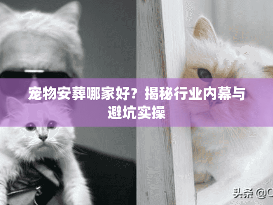 宠物安葬哪家好？揭秘行业内幕与避坑实操
