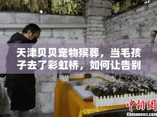 天津贝贝宠物殡葬，当毛孩子去了彩虹桥，如何让告别更有温度？
