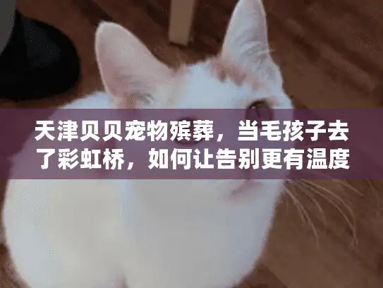 天津贝贝宠物殡葬，当毛孩子去了彩虹桥，如何让告别更有温度？