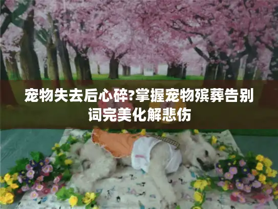 宠物失去后心碎?掌握宠物殡葬告别词完美化解悲伤