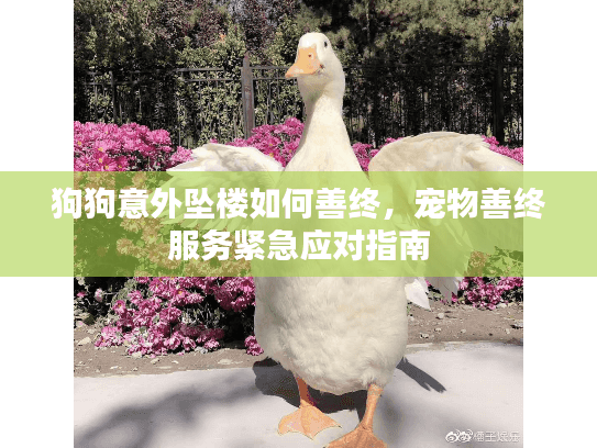 狗狗意外坠楼如何善终,宠物善终服务紧急应对指南 狗狗意外坠楼如何善终,宠物善终服务紧急应对指南