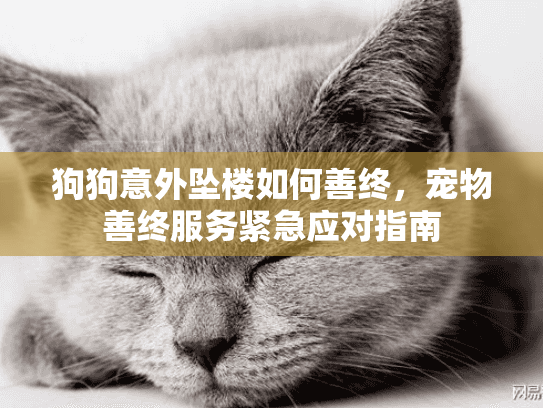 狗狗意外坠楼如何善终,宠物善终服务紧急应对指南 狗狗意外坠楼如何善终,宠物善终服务紧急应对指南