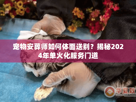 宠物安葬师如何体面送别？揭秘2024年单火化服务门道