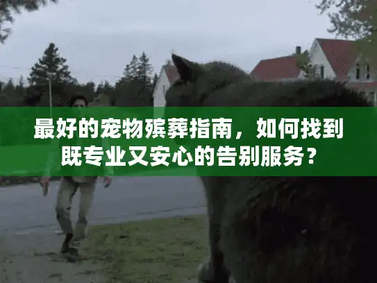 最好的宠物殡葬指南，如何找到既专业又安心的告别服务？