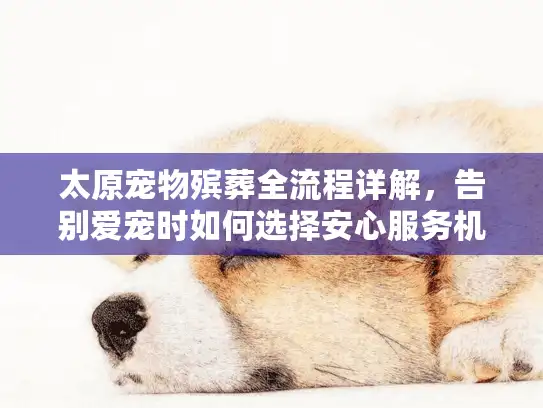 太原宠物殡葬全流程详解，告别爱宠时如何选择安心服务机构？