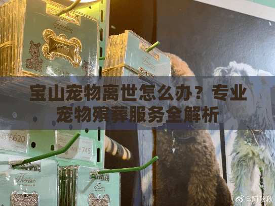宝山宠物离世怎么办?专业宠物殡葬服务全解析 宝山宠物离世怎么办?专业宠物殡葬服务全解析