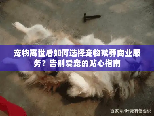 宠物离世后如何选择宠物殡葬商业服务？告别爱宠的贴心指南