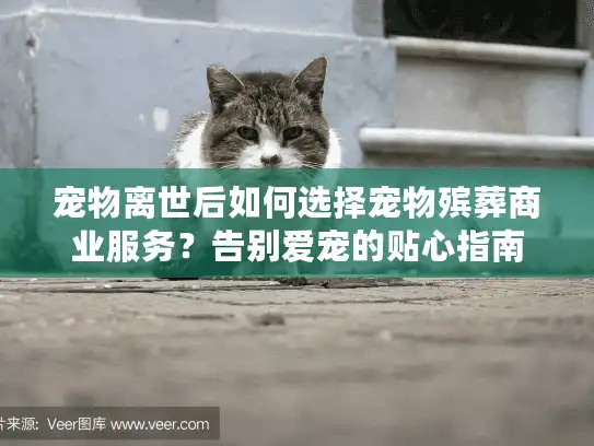 宠物离世后如何选择宠物殡葬商业服务？告别爱宠的贴心指南