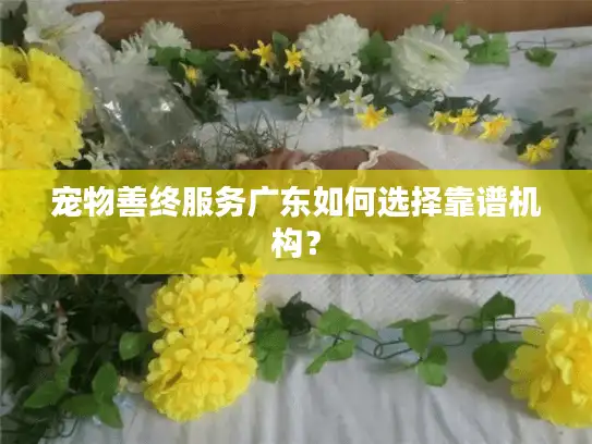 宠物善终服务广东如何选择靠谱机构? 宠物善终服务广东如何选择靠谱机构?