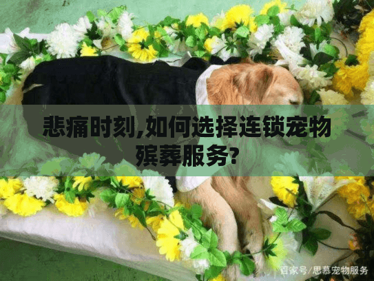 悲痛时刻,如何选择连锁宠物殡葬服务?