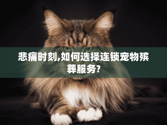 悲痛时刻,如何选择连锁宠物殡葬服务?