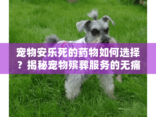宠物安乐死的药物如何选择？揭秘宠物殡葬服务的无痛告别