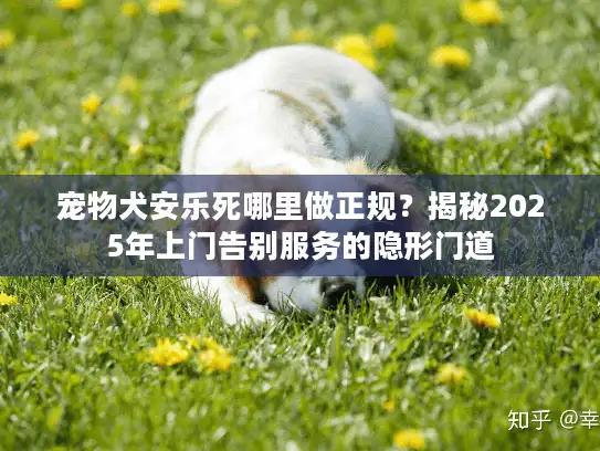 宠物犬安乐死哪里做正规？揭秘2025年上门告别服务的隐形门道