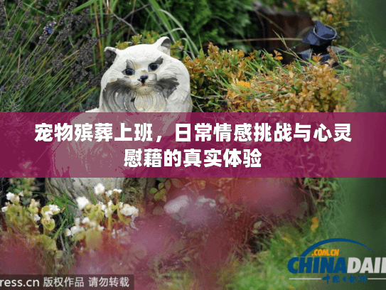 宠物殡葬上班，日常情感挑战与心灵慰藉的真实体验