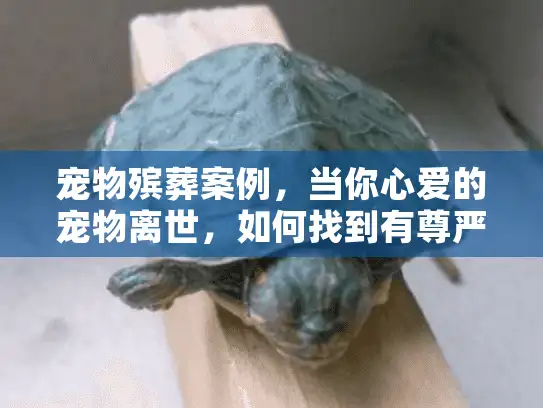 宠物殡葬案例，当你心爱的宠物离世，如何找到有尊严的告别服务？